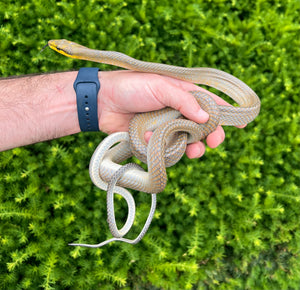 Adult ‘Silver Phase’ Red Tailed Green Ratsnake (Male 1)