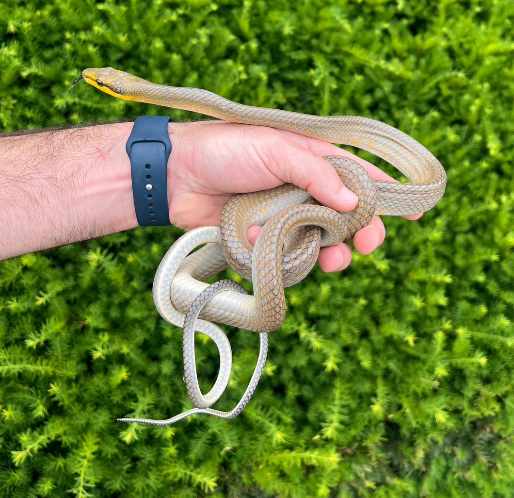 Adult ‘Silver Phase’ Red Tailed Green Ratsnake (Male 1)