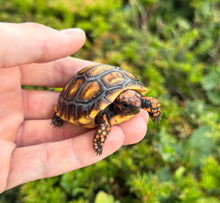 Load image into Gallery viewer, Baby Brazilian Cherry-Head Red Foot Tortoise (2)