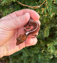 Load image into Gallery viewer, Adult Cat Eyed Gecko (Male 3)