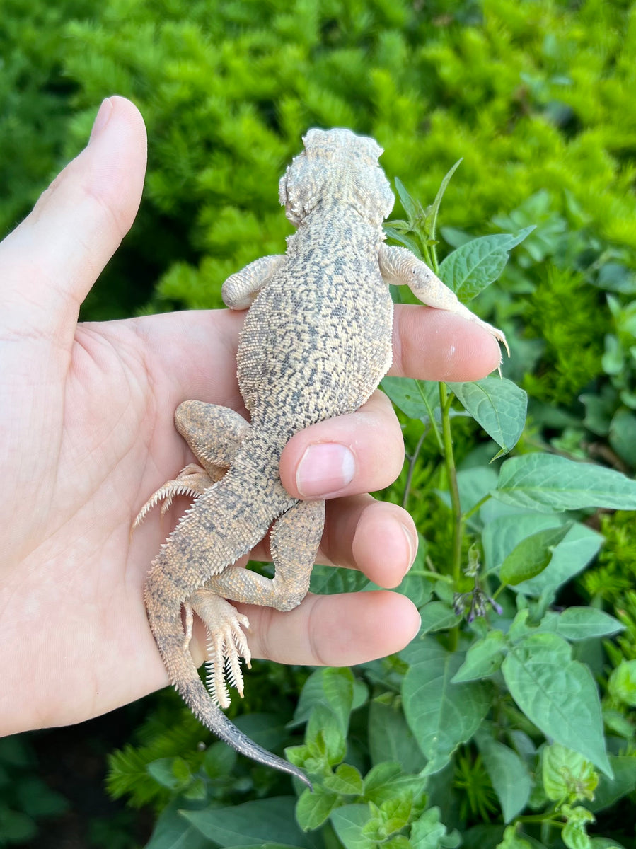 1.1 Adult Secret Toad-Headed Agama – Scales and Tails of Ohio