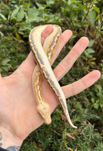 Load image into Gallery viewer, Baby Ivory Blood Python (Female 1)