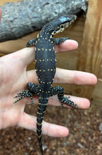 Load image into Gallery viewer, Baby Asian Water Monitor 100% het Black Dragon (3)