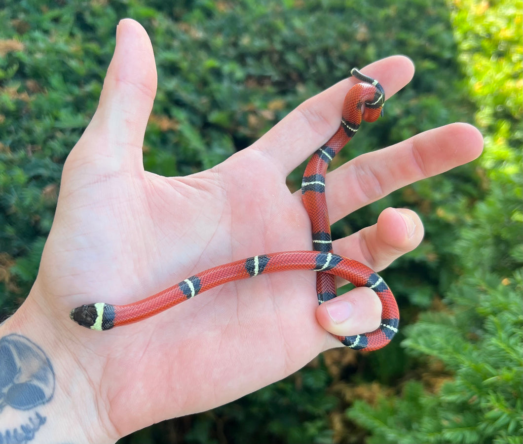 Baby Sinaloan Milksnake