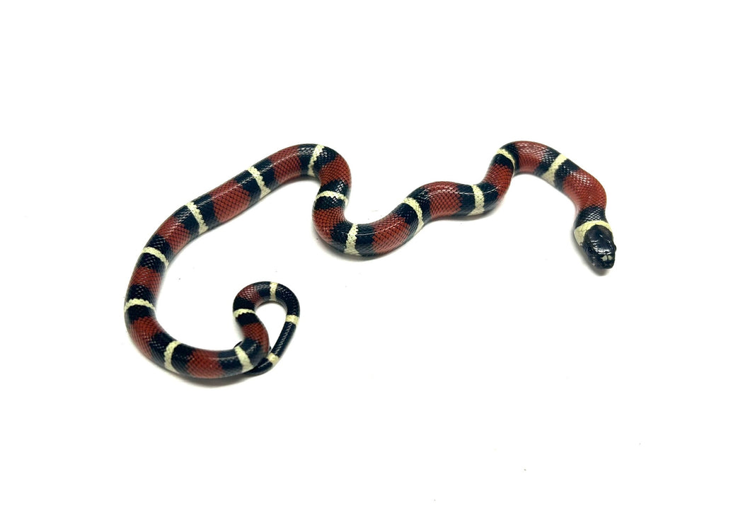 Baby Nelson’s Milksnake het Albino (Male 3)