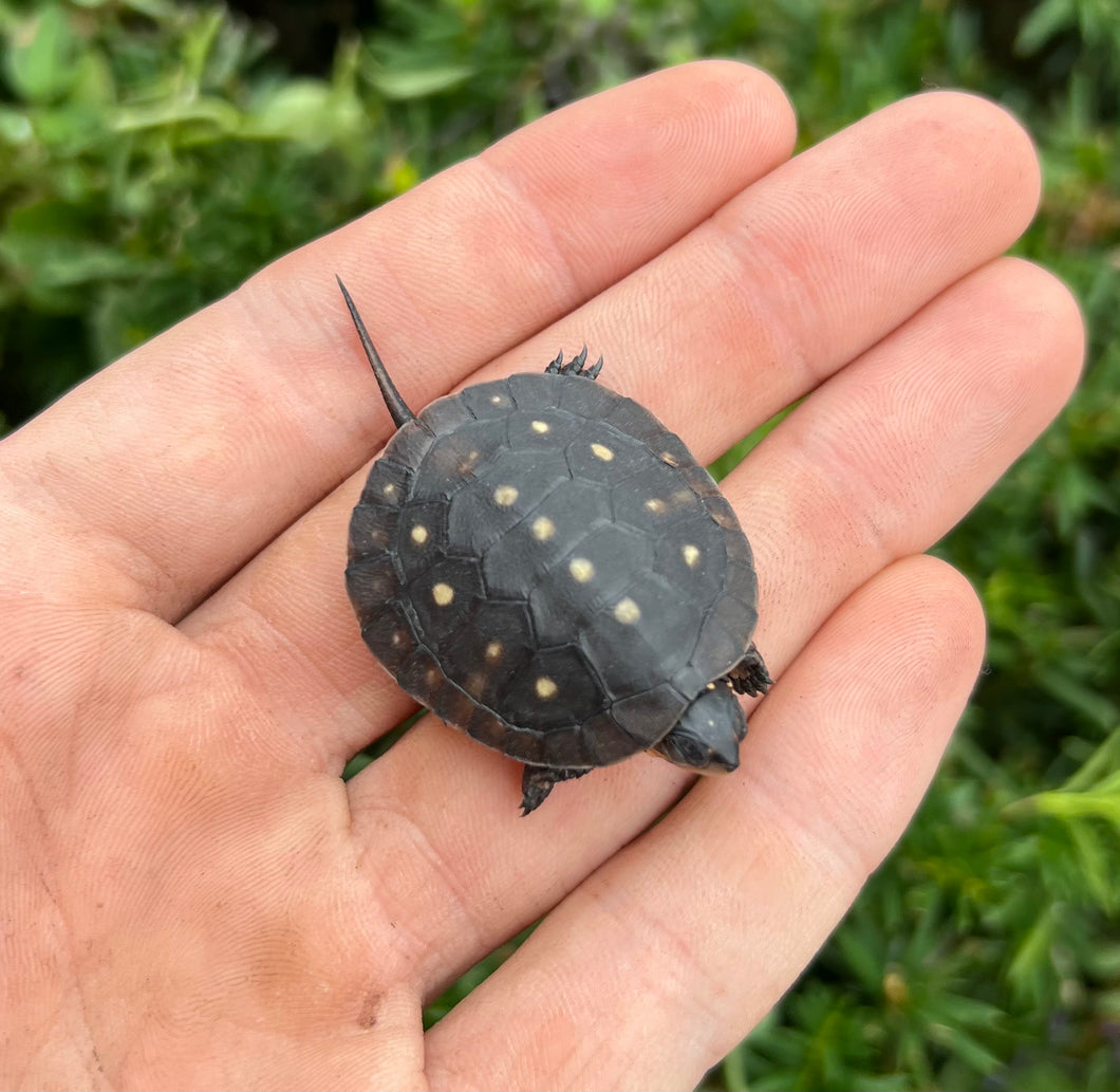 Baby Spotted Turtle (6)