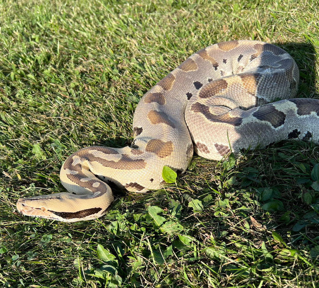 Adult Platinum Ghost Borneo Blood Python (Female)