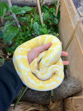 Load image into Gallery viewer, Adult Albino Ball Python (Male)