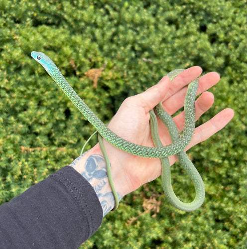 1.1 Adult Blue-Headed Green Bush Snake (Pair)