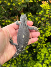 Load image into Gallery viewer, Baby ‘Reduced Pattern’ Black Throat Monitor (1)
