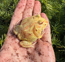Load image into Gallery viewer, Juvenile Pac Man Frog