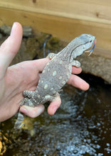 Load image into Gallery viewer, Baby Black Throat Monitor (1)