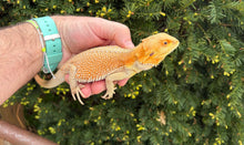 Load image into Gallery viewer, Juvenile Red Witblits Bearded Dragon (Male)