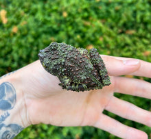 Load image into Gallery viewer, Adult Vietnamese Mossy Frog