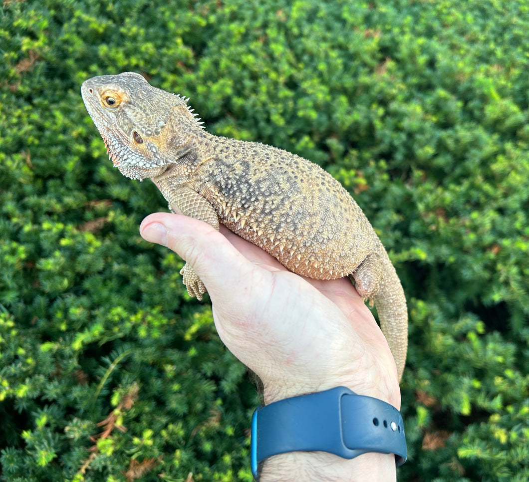 Adult Bearded Dragon (Female)