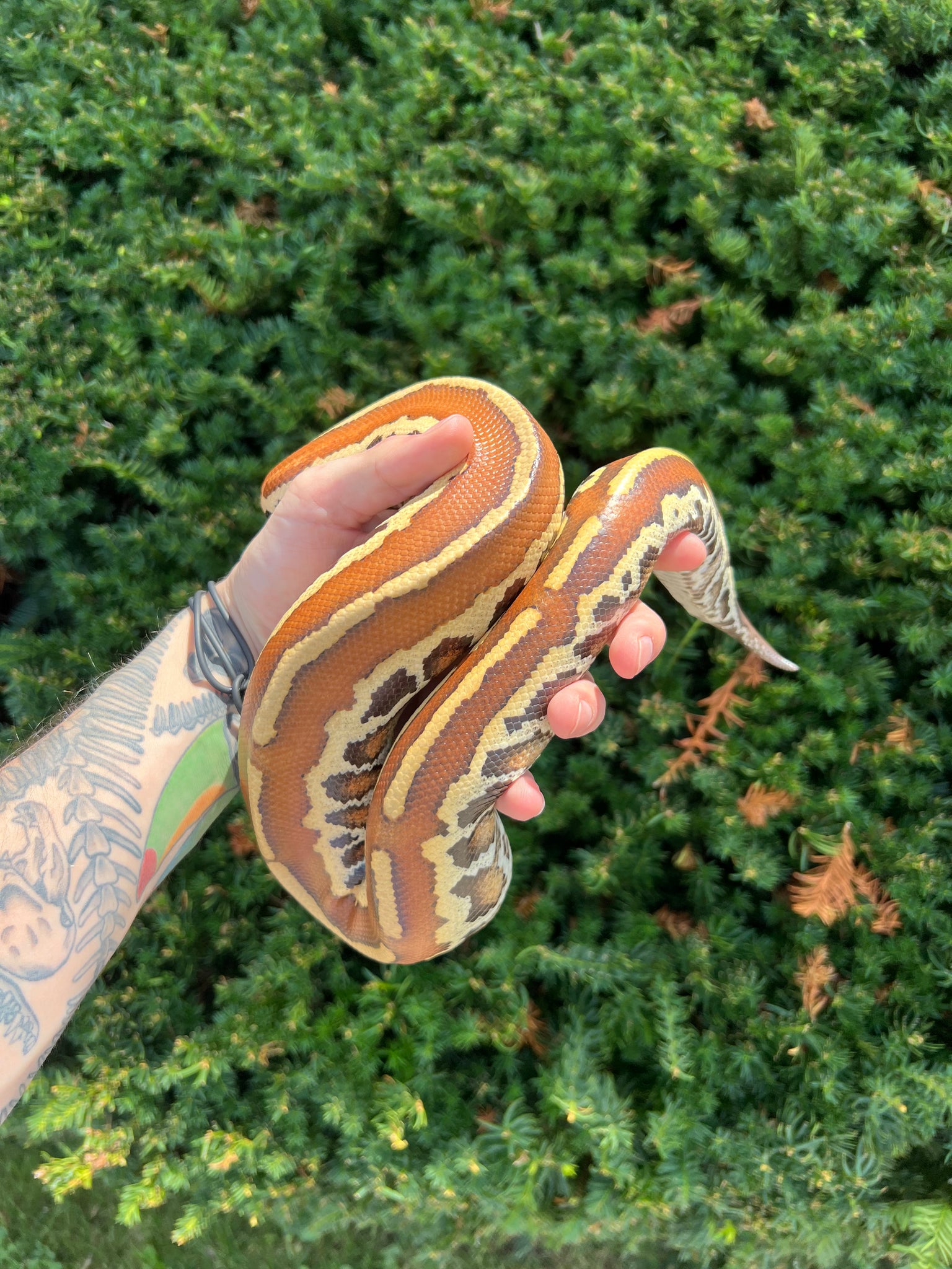 Blood Python Tail Patterns Juvenile ZigZag Lyly het T- Blood Python (Male) – Scales and Tails of Ohio