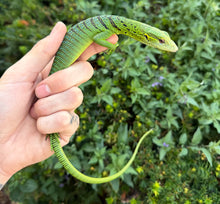 Load image into Gallery viewer, Baby Green Tree Monitor