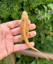 Load image into Gallery viewer, Baby Red Translucent Bearded Dragon (1)