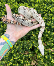 Load image into Gallery viewer, Juvenile Columbian Red-Tailed Boa Constrictor (Female)