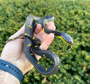 Juvenile ‘Reduced Patterned’ Malaysian Mangrove Snake (Male)