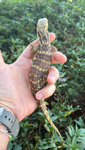 Load image into Gallery viewer, Baby T+ Albino Asian Water Monitor