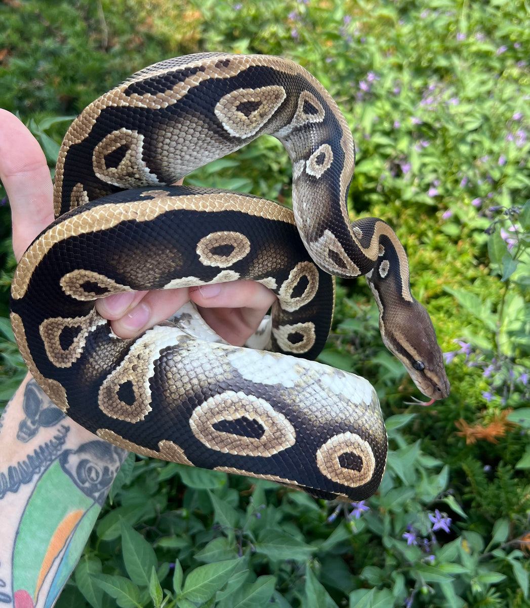 Adult Mojave Ball Python (Male) – Scales and Tails of Ohio