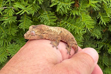 Load image into Gallery viewer, Juvenile Pine Island Chahoua Gecko