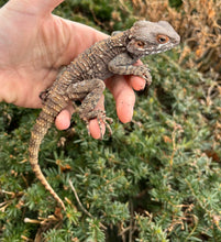 Load image into Gallery viewer, Adult Painted Agama