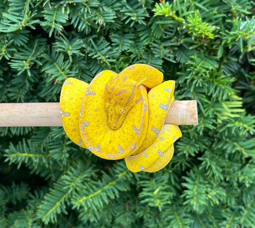 Baby Manokwari Green Tree Python (1)