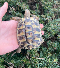 Load image into Gallery viewer, Yearling Hermann’s Tortoise (1)