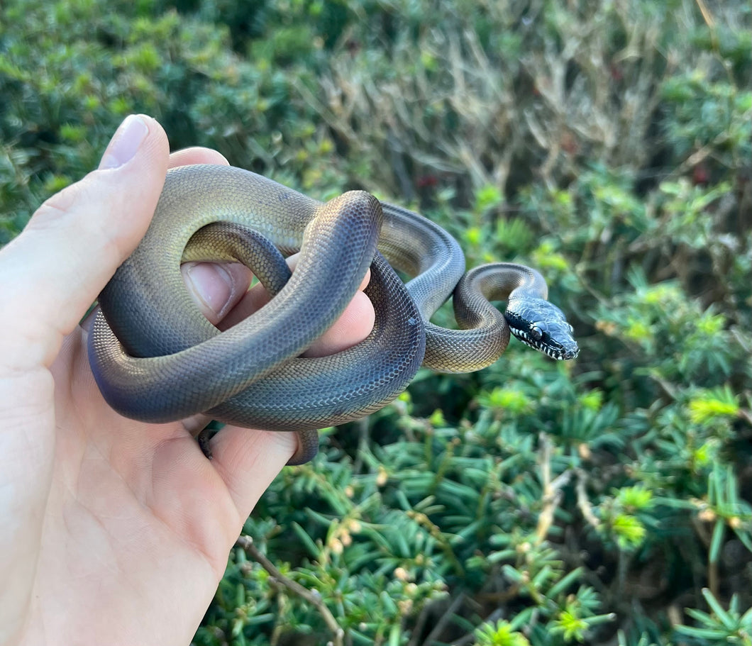 Juvenile Northern White-Lipped Python (Female 1) – Scales and Tails of Ohio