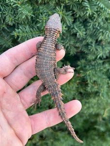 Armadillo Lizard