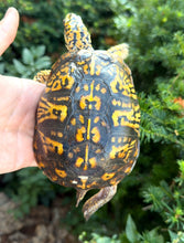 Load image into Gallery viewer, Adult ‘High-Yellow’ Eastern Box Turtle (Male)