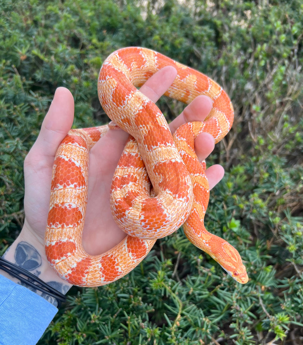Adult Albino Corn Snake (Female)