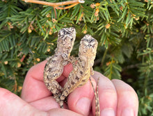 Load image into Gallery viewer, Baby Frilled Dragon
