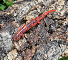Load image into Gallery viewer, Adult Red Ruber Salamander