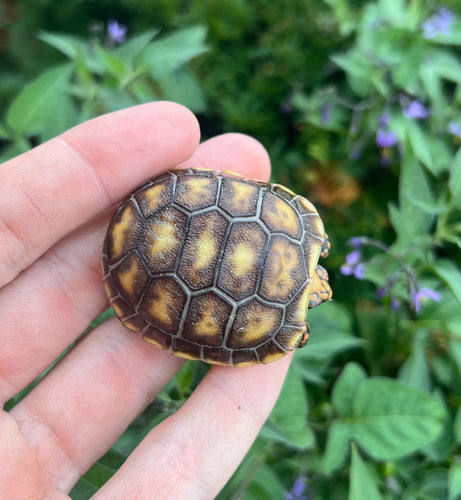 Baby ‘High-Color’ Red Foot Tortoise