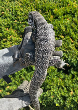 Load image into Gallery viewer, Sub-Adult Argentine Black and White Tegu