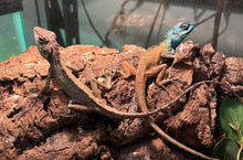 Load image into Gallery viewer, Chinese Blue Crested Lizard (1.1 Pair)