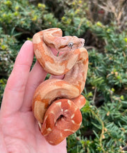 Load image into Gallery viewer, Baby T+ Sunglow Boa (Male 1)