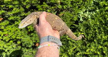 Load image into Gallery viewer, Small High-Color Black Throat Monitor (1)