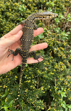 Load image into Gallery viewer, Small Asian Water Monitor (1)