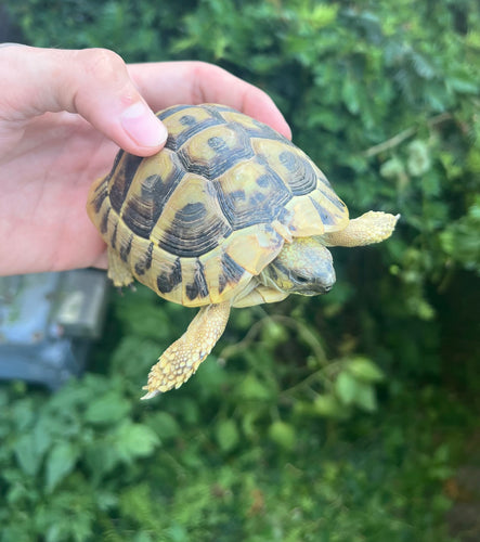 Yearling Hermann’s Tortoise (1)