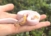 Load image into Gallery viewer, Baby ‘High-White’ Banana Pied Ball Python (Male)