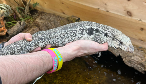 Sub-Adult Blue Tegu (Female)