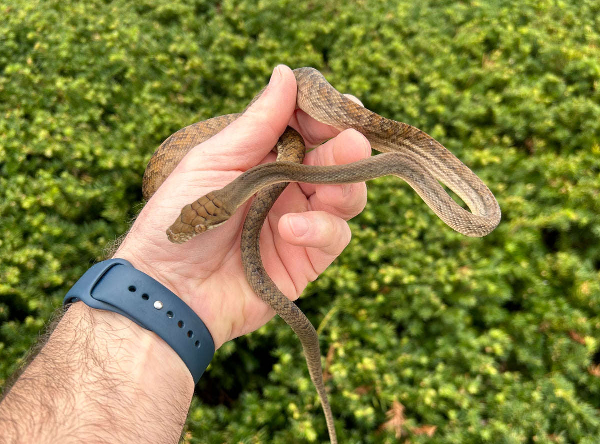 Scrub Python Prey Juvenile Merauke Scrub Python (Female) – Scales and Tails of Ohio