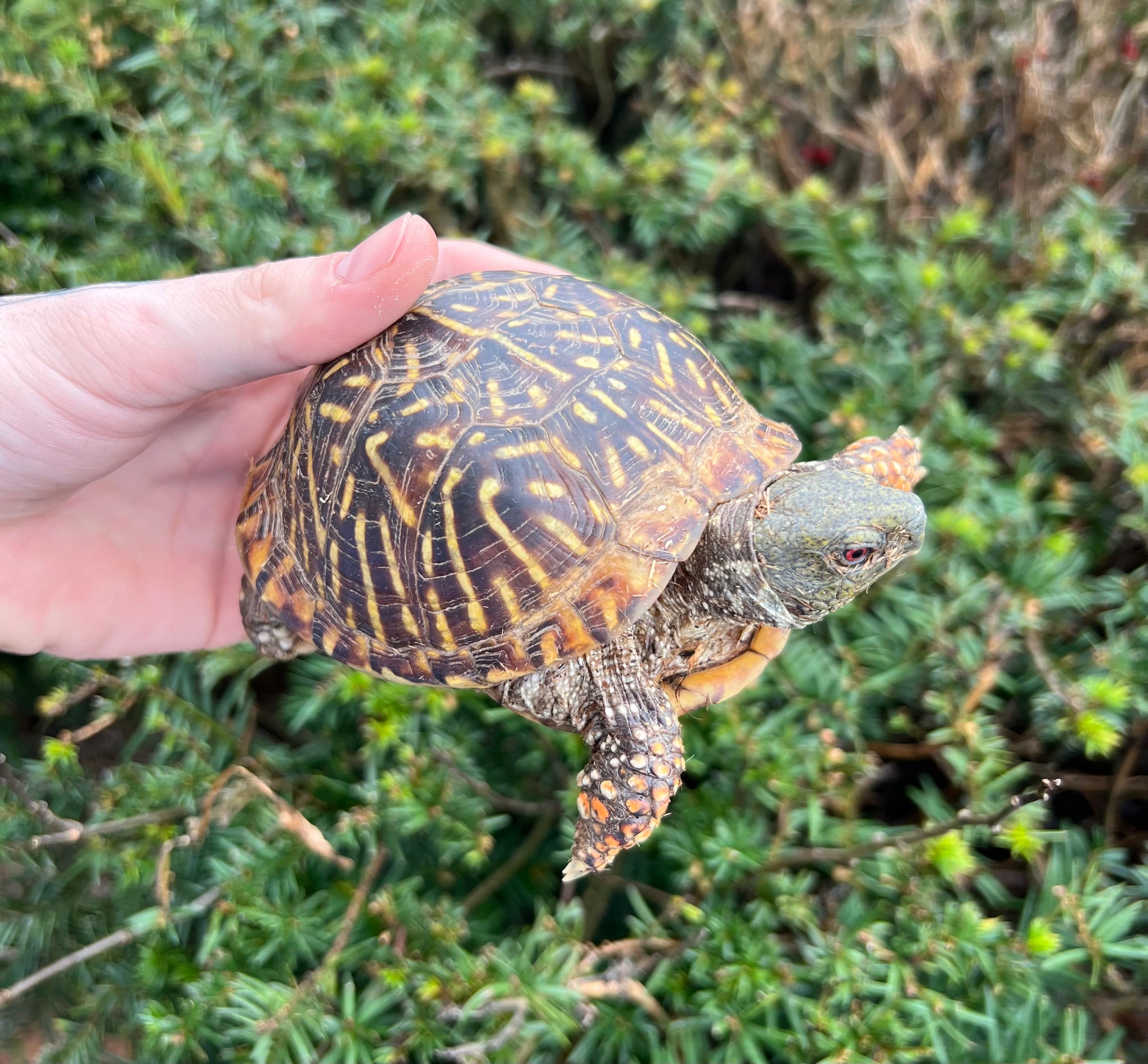 Adult Ornate Box Turtle (Male 1) – Scales and Tails of Ohio