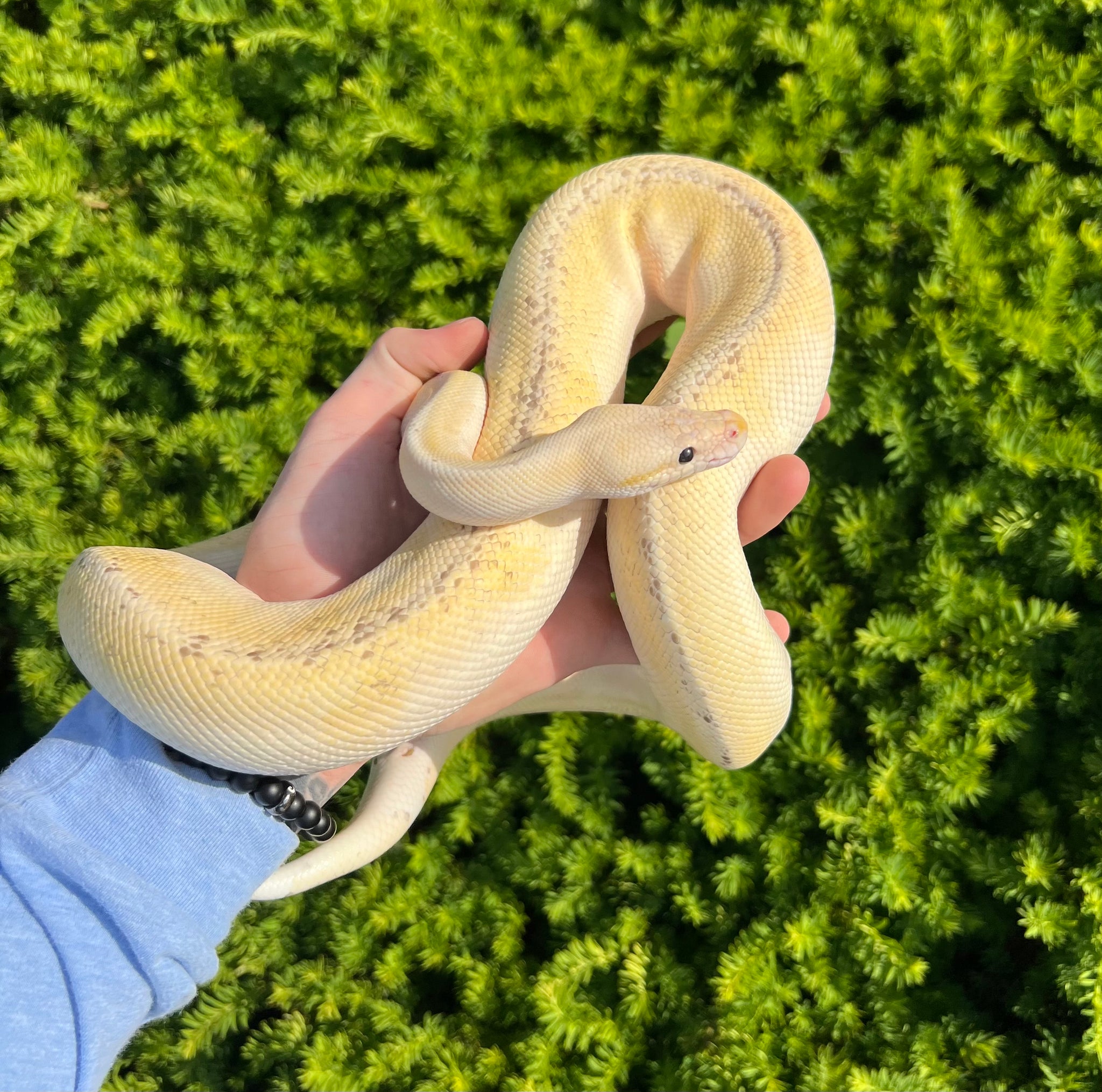 Adult Super Pastel Champagne Fire Ball Python (Male) – Scales and Tails ...
