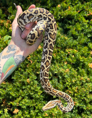 Juvenile Burmese Python 100% het Green/Granite (Female)