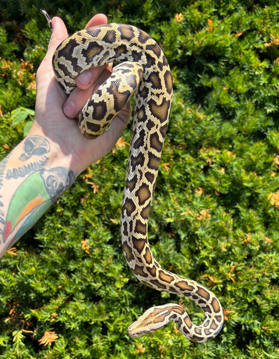Juvenile Burmese Python 100% het Green/Granite (Female)